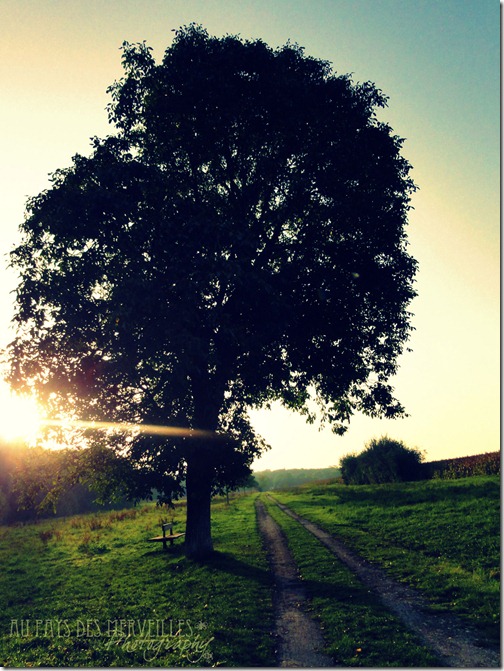 Morning-light-APDM