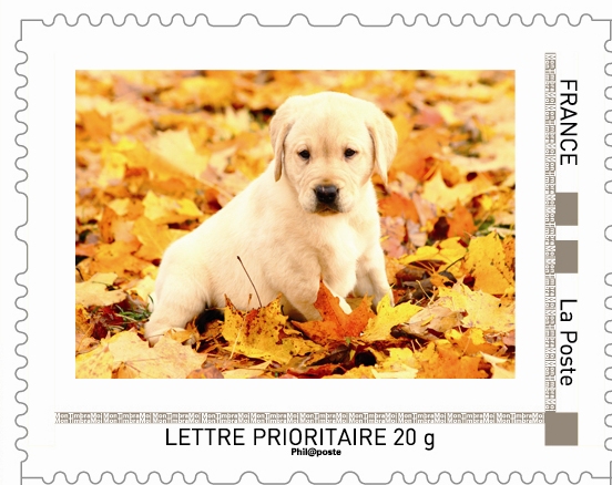 timbre ruban_chiot